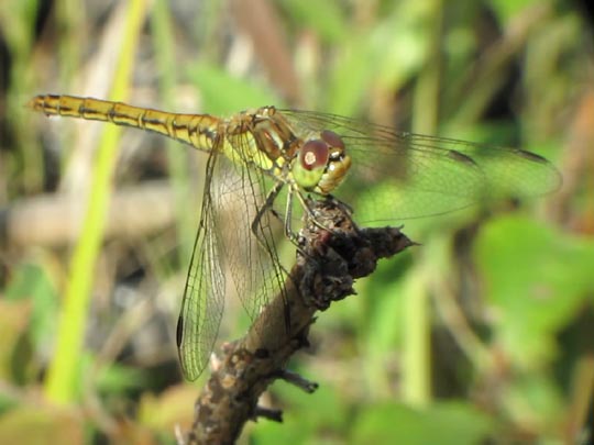 Sympetrum vulgatum, Gemeine Heidelibelle