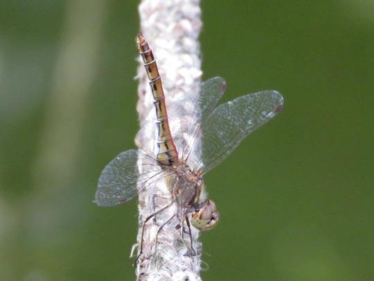Sympetrum vulgatum, Gemeine Heidelibelle