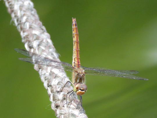 Sympetrum vulgatum, Gemeine Heidelibelle