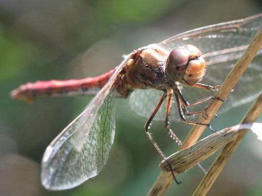 Sympetrum vulgatum, Gemeine Heidelibelle