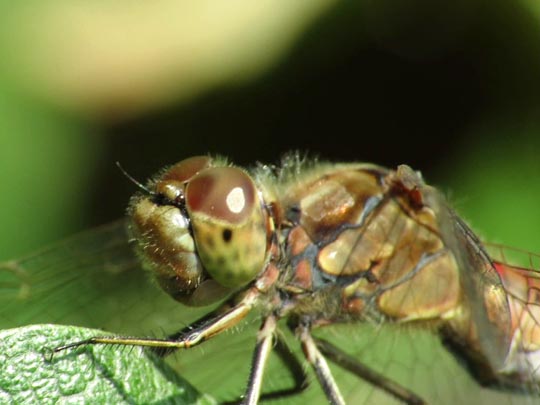 Sympetrum vulgatum, Gemeine Heidelibelle