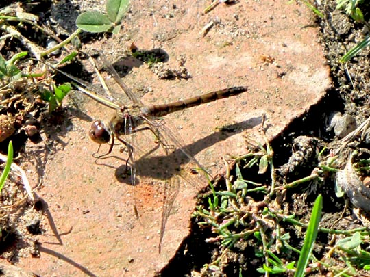 Sympetrum vulgatum, Gemeine Heidelibelle