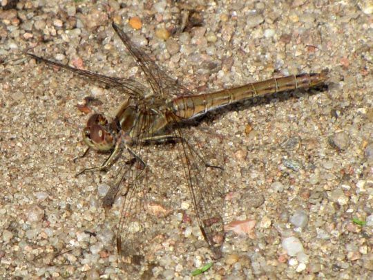 Sympetrum vulgatum, Gemeine Heidelibelle