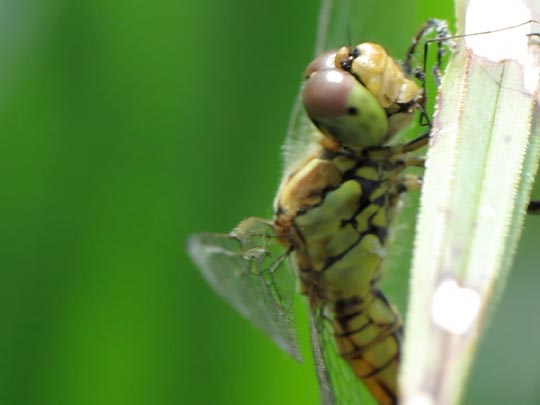 Sympetrum vulgatum, Gemeine Heidelibelle