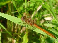 Sympetrum vulgatum, Gemeine Heidelibelle