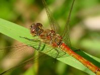 Sympetrum vulgatum, Gemeine Heidelibelle