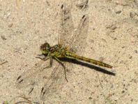 Sympetrum vulgatum, Gemeine Heidelibelle