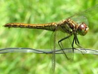 Sympetrum vulgatum, Gemeine Heidelibelle