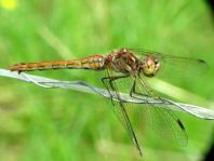 Sympetrum vulgatum, Gemeine Heidelibelle
