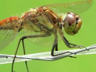 Sympetrum vulgatum, Gemeine Heidelibelle
