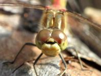 Sympetrum vulgatum, Gemeine Heidelibelle