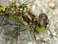 Sympetrum vulgatum, Gemeine Heidelibelle