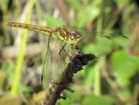Sympetrum vulgatum, Gemeine Heidelibelle