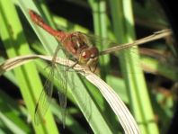 Sympetrum vulgatum, Gemeine Heidelibelle
