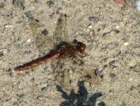 Sympetrum vulgatum, Gemeine Heidelibelle