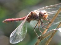 Sympetrum vulgatum, Gemeine Heidelibelle