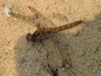 Sympetrum vulgatum, Gemeine Heidelibelle