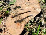 Sympetrum vulgatum, Gemeine Heidelibelle