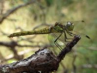 Sympetrum vulgatum, Gemeine Heidelibelle