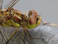 Sympetrum vulgatum, Gemeine Heidelibelle
