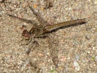 Sympetrum vulgatum, Gemeine Heidelibelle