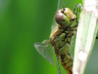 Sympetrum vulgatum, Gemeine Heidelibelle