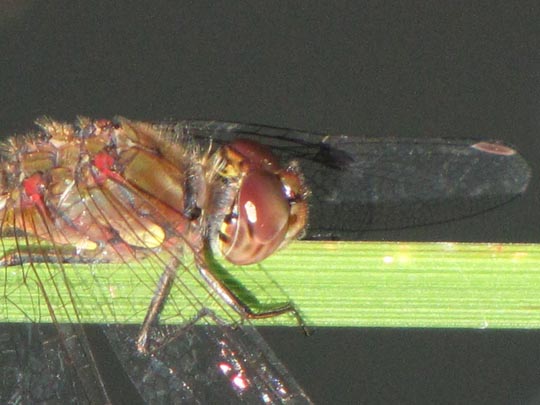 Große Heidelibelle, Sympetrum striolatum
