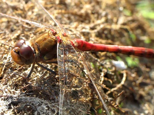 Große Heidelibelle, Sympetrum striolatum