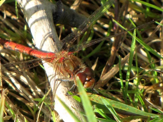 Große Heidelibelle, Sympetrum striolatum