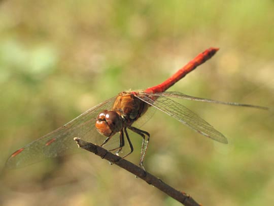 Große Heidelibelle, Sympetrum striolatum