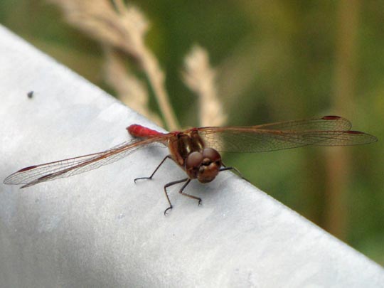 Große Heidelibelle, Sympetrum striolatum