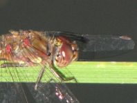 Große Heidelibelle, Sympetrum striolatum