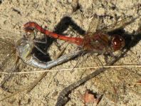 Große Heidelibelle, Sympetrum striolatum