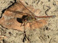 Große Heidelibelle, Sympetrum striolatum