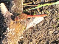 Große Heidelibelle, Sympetrum striolatum