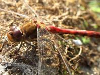 Große Heidelibelle, Sympetrum striolatum