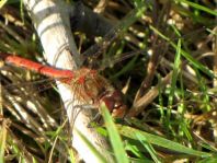 Große Heidelibelle, Sympetrum striolatum