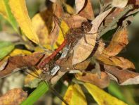 Große Heidelibelle, Sympetrum striolatum
