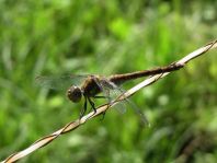 Große Heidelibelle, Sympetrum striolatum
