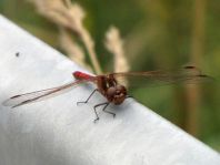 Große Heidelibelle, Sympetrum striolatum