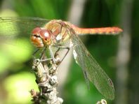 Große Heidelibelle, Sympetrum striolatum