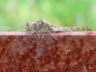Große Heidelibelle, Sympetrum striolatum