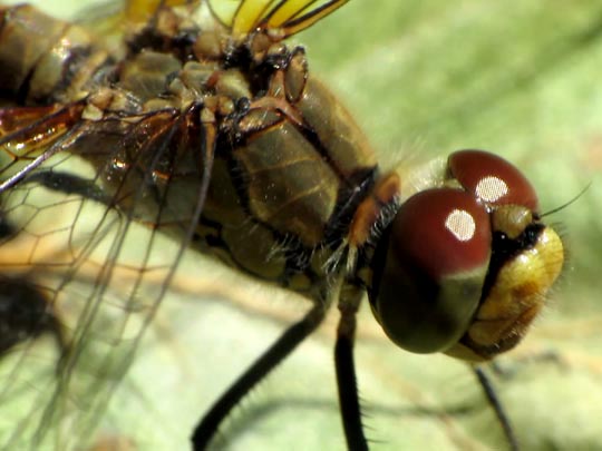 Blutrote Heidelibelle, Sympetrum sanguineum