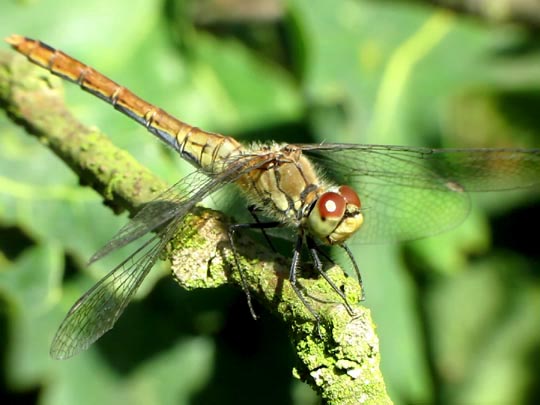 Blutrote Heidelibelle, Sympetrum sanguineum