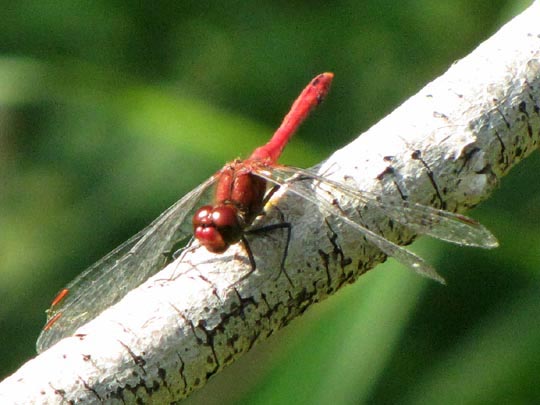 Blutrote Heidelibelle, Sympetrum sanguineum