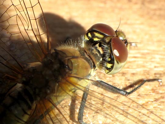 Blutrote Heidelibelle, Sympetrum sanguineum