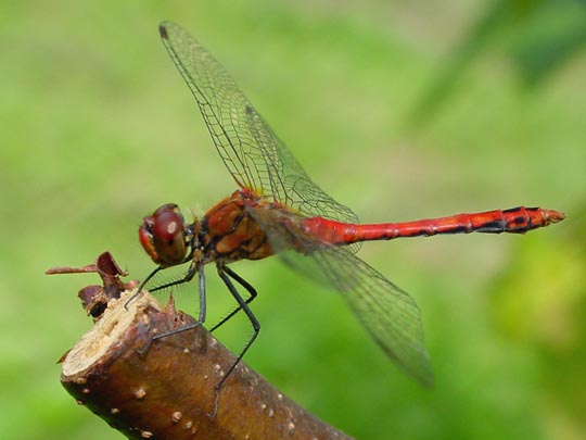 Blutrote Heidelibelle, Sympetrum sanguineum, männchen
