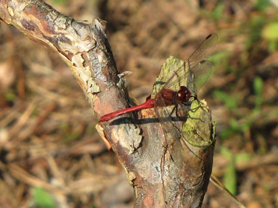 Blutrote Heidelibelle, Sympetrum sanguineum