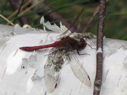 Blutrote Heidelibelle, Sympetrum sanguineum