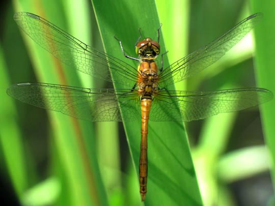 Blutrote Heidelibelle, Sympetrum sanguineum